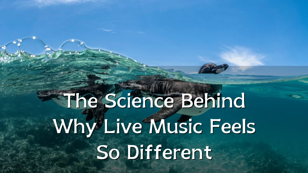 The Science Behind Why Live Music Feels So Different