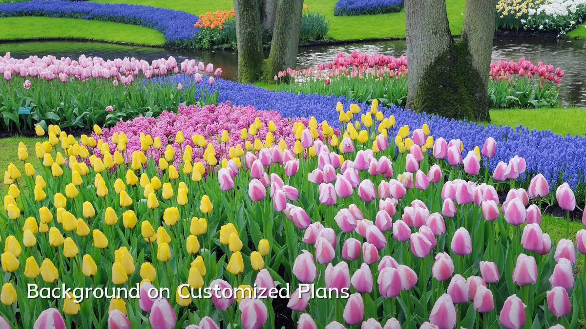 Background on Customized Plans